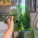 Light Green Lamberts Sheet Glass Lamberts Glass