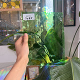 Light Green Lamberts Sheet Glass Lamberts Glass