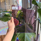 Pink Mouthblown Krosnos Transparent Sheet Glass Mouth Blown Glass 8x8in (KR-85927725)