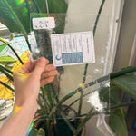 Clear Transparent Seedy Oceanside Fusible 96 COE Sheet Glass