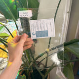 Clear Transparent Seedy Oceanside Fusible 96 COE Sheet Glass