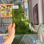 Moss Green Transparent Oceanside Fusible 96 COE – RL484