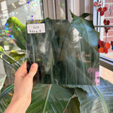 Olive Green White Wispy Oceanside Fusible 96 COE Sheet Glass