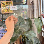 Clear Mouthblown Transparent Lamberts Sheet Glass