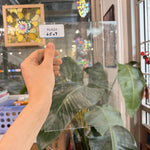 Clear Mouthblown Seeded Lamberts Sheet Glass – RL624