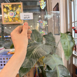 Clear Mouthblown Seeded Lamberts Sheet Glass – RL624