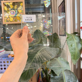 Clear Mouthblown Seeded Lamberts Sheet Glass – RL626