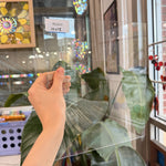 Standard Transparent Sheet Glass