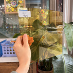 Light Amber Vintage GNA Sheet Glass – RL817