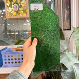 Green Florentine Transparent Textured Wissmach Sheet Glass – RL819